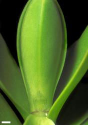 Veronica vernicosa. Leaf bud with acute, narrowly shield-shaped sinus. Scale = 1 mm.
 Image: W.M. Malcolm © Te Papa CC-BY-NC 3.0 NZ